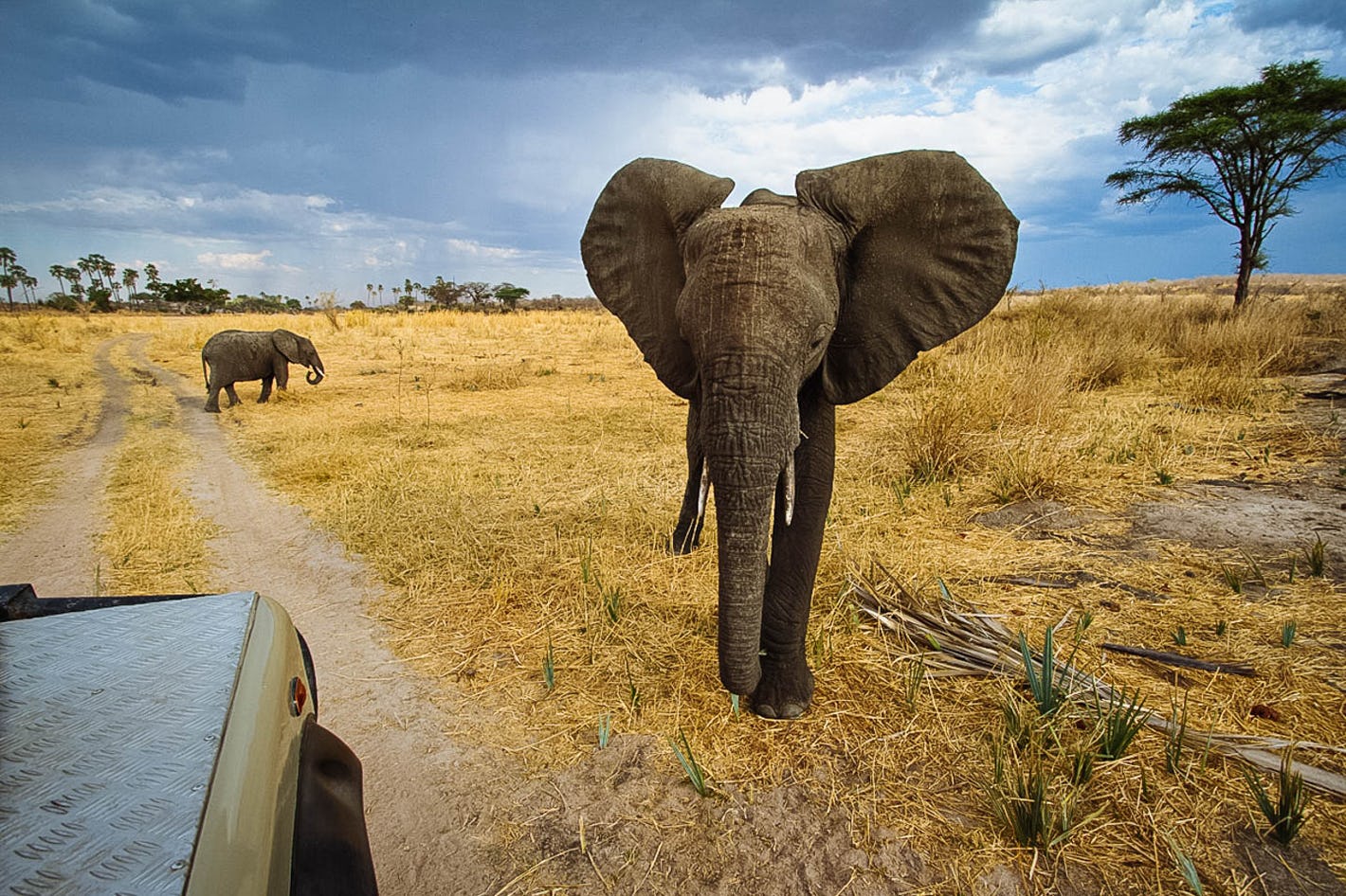 Tanzania Ruaha National Park